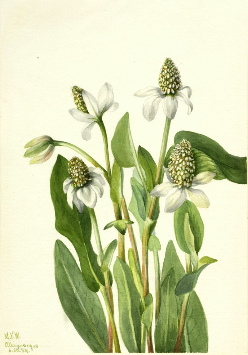 Yerba Mansa (Anemopsis californica) — Mary Vaux Walcott