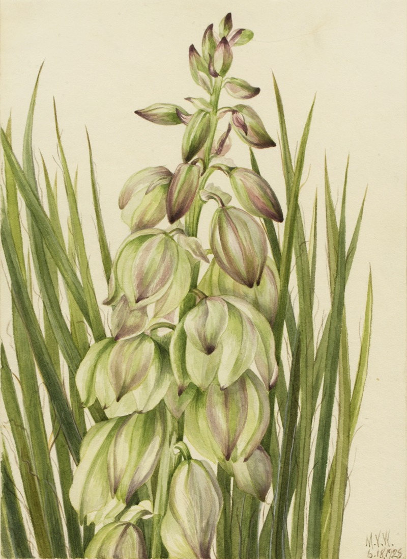 Yucca (Yucca baileyi) by Мэри Вокс Уолкотт, 1928 — digital art print download