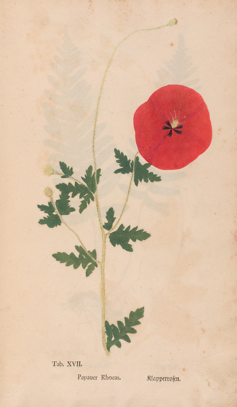 Ectypa vegetabilium Pl.017 by Christian Gottlieb Ludwig, 1760-1764 — digital art print download
