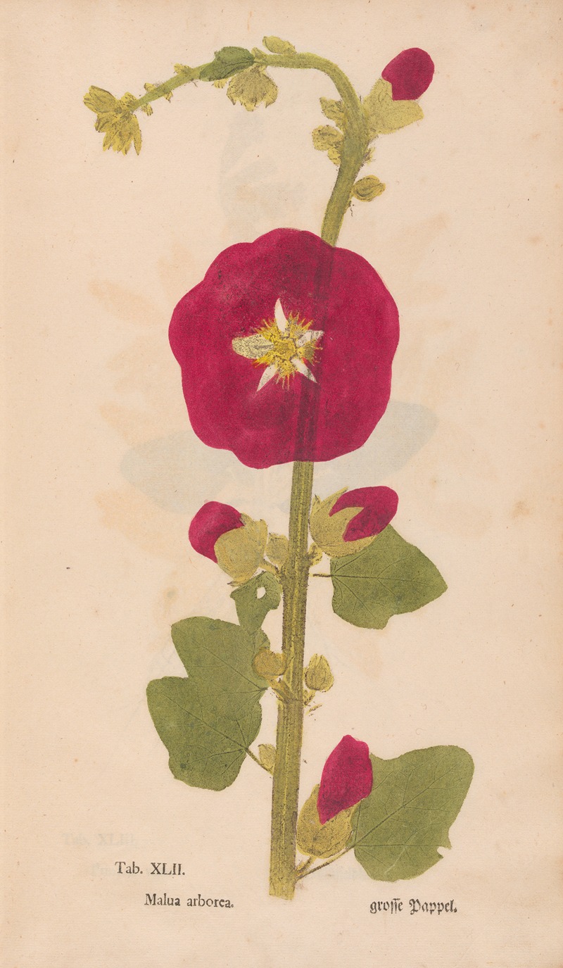 Ectypa vegetabilium Pl.042 by Christian Gottlieb Ludwig, 1760-1764 — digital art print download