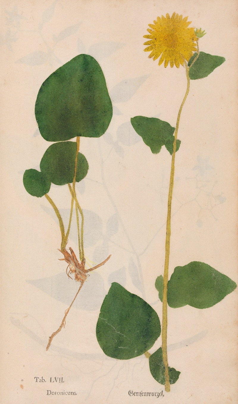 Ectypa vegetabilium Pl.057 by Christian Gottlieb Ludwig, 1760-1764 — digital art print download