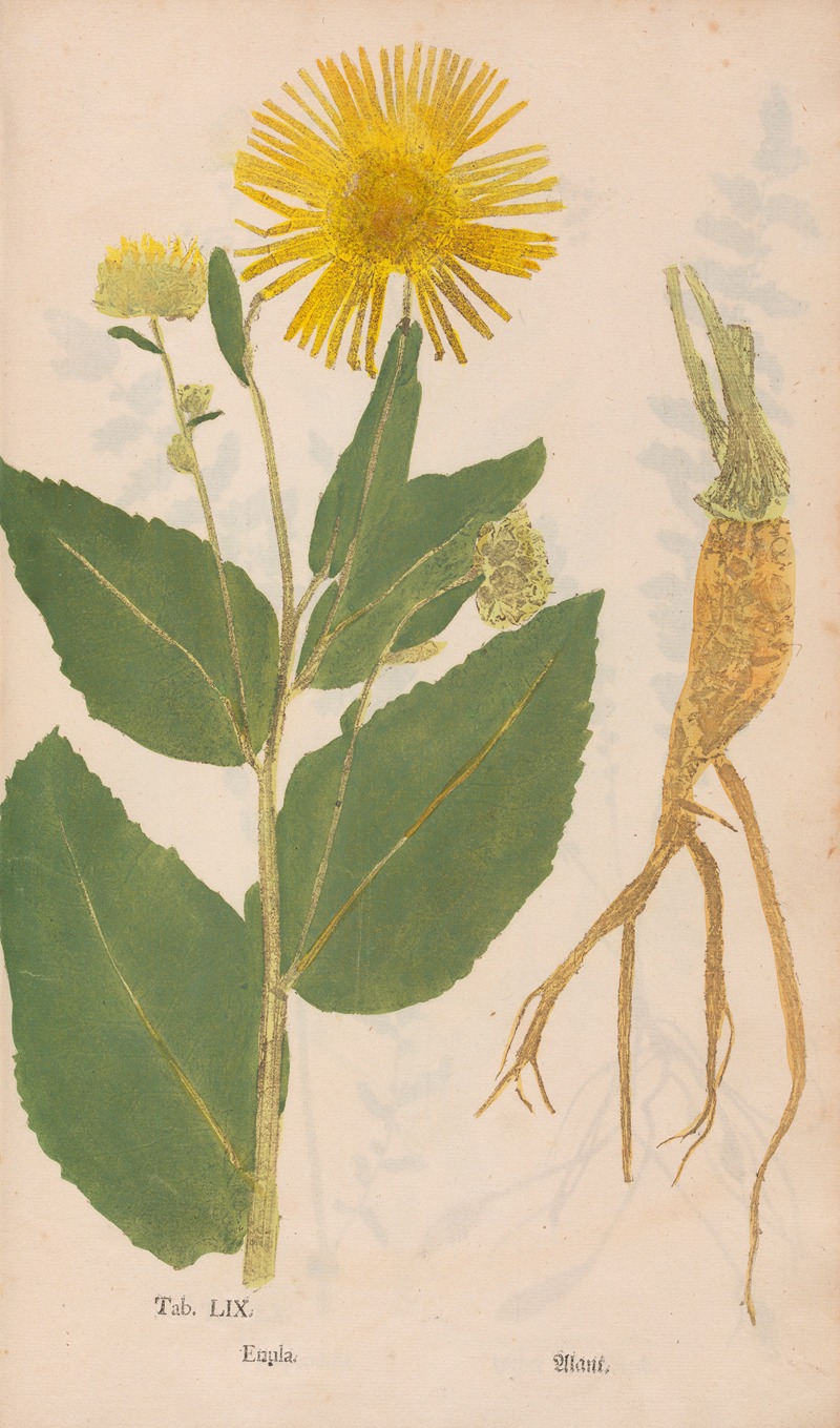 Ectypa vegetabilium Pl.059 by Christian Gottlieb Ludwig, 1760-1764 — digital art print download