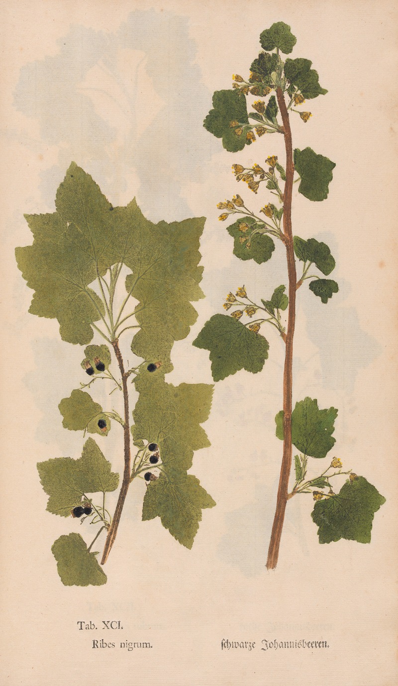 Ectypa vegetabilium Pl.091 by Christian Gottlieb Ludwig, 1760-1764 — digital art print download