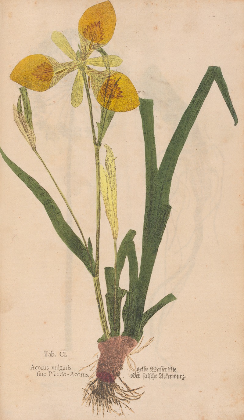 Ectypa vegetabilium Pl.101 by Christian Gottlieb Ludwig, 1760-1764 — digital art print download