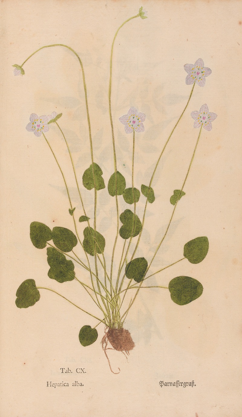 Ectypa vegetabilium Pl.110 by Christian Gottlieb Ludwig, 1760-1764 — digital art print download