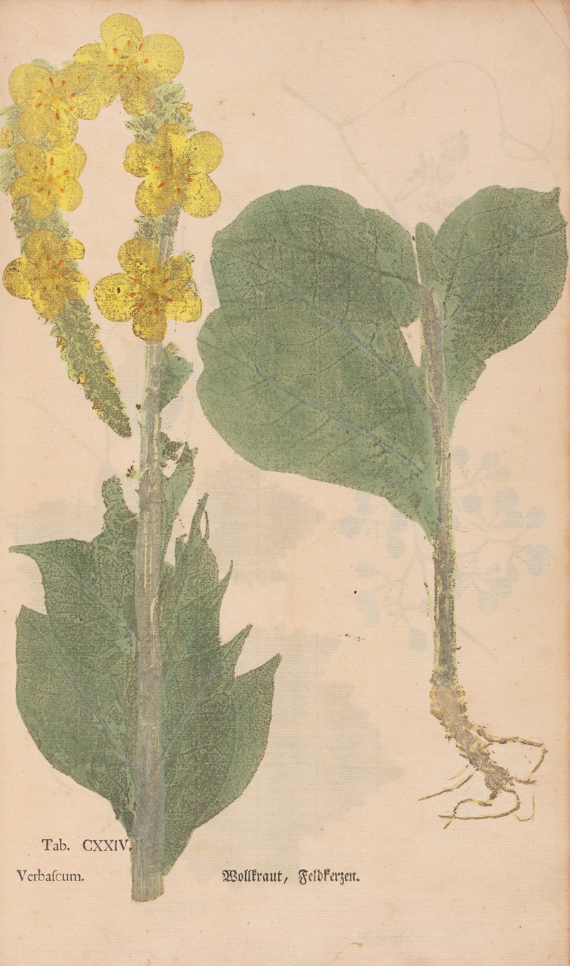 Ectypa vegetabilium Pl.124 by Christian Gottlieb Ludwig, 1760-1764 — digital art print download
