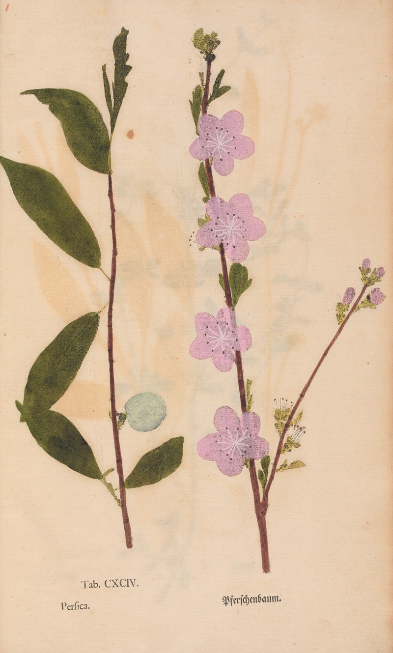 Ectypa vegetabilium Pl.194 by Christian Gottlieb Ludwig, 1760-1764 — digital art print download