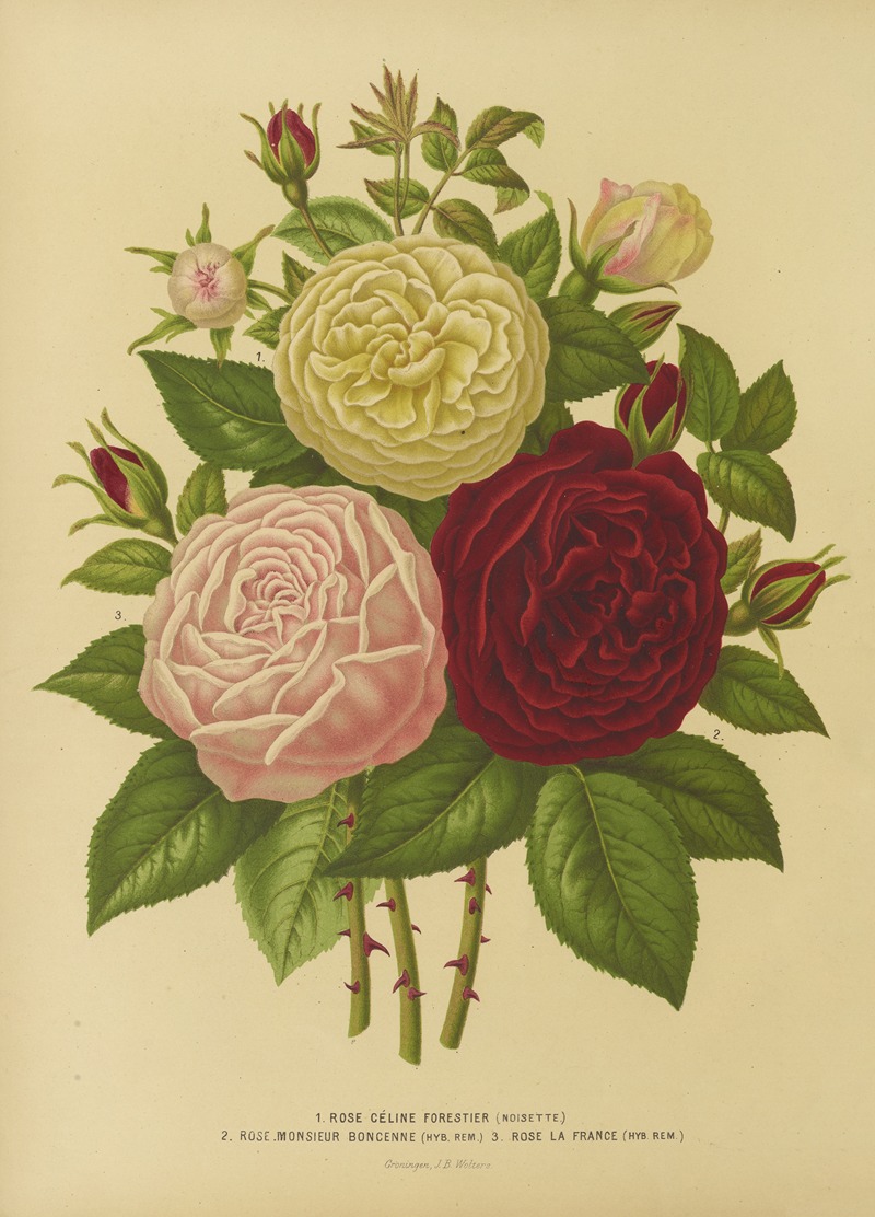 Nederlandsche flora en pomona Pl.01 — Abraham Jacobus Wendel