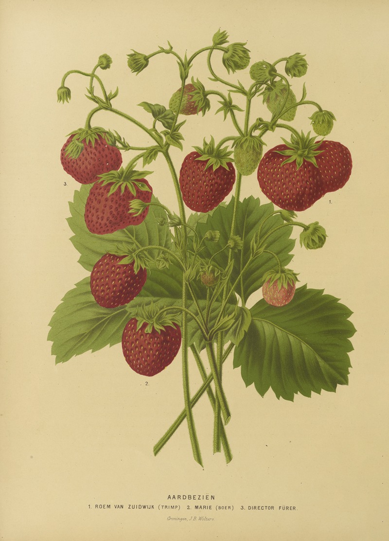 Nederlandsche flora en pomona Pl.02 — Abraham Jacobus Wendel
