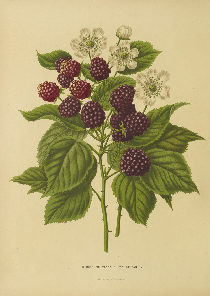 Nederlandsche flora en pomona Pl.05 — Abraham Jacobus Wendel