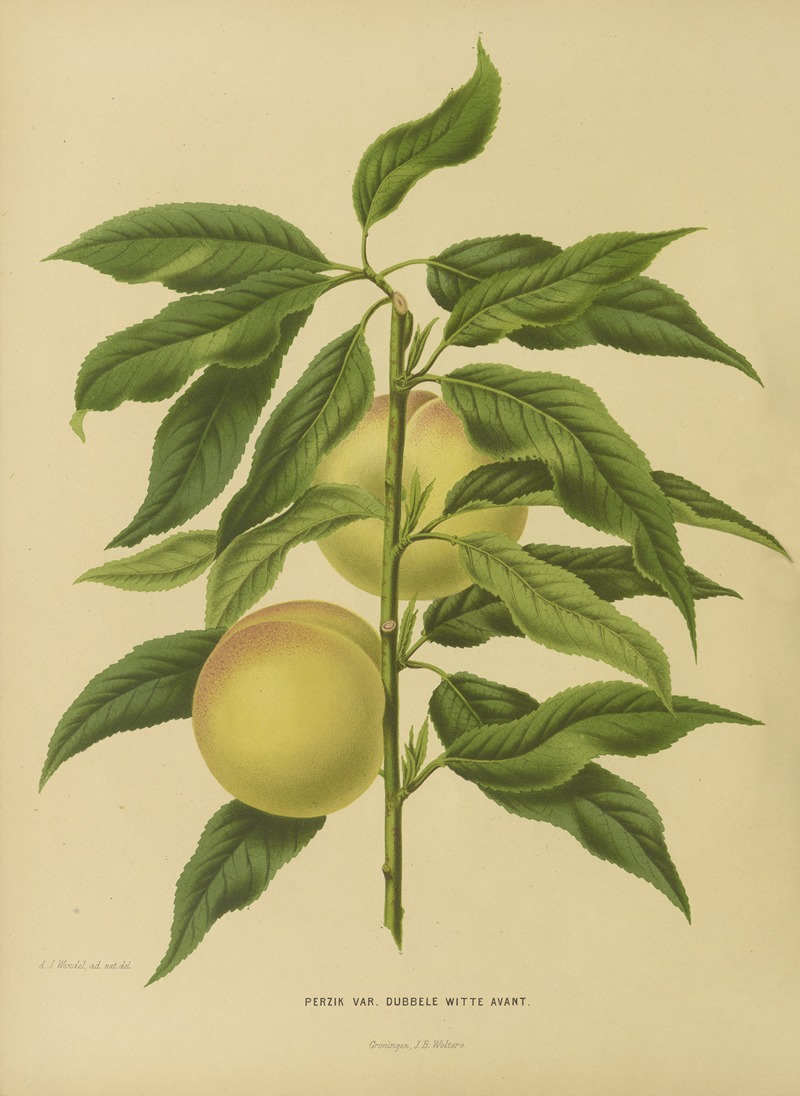 Nederlandsche flora en pomona Pl.06 — Abraham Jacobus Wendel