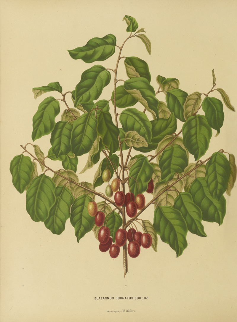Nederlandsche flora en pomona Pl.08 — Abraham Jacobus Wendel