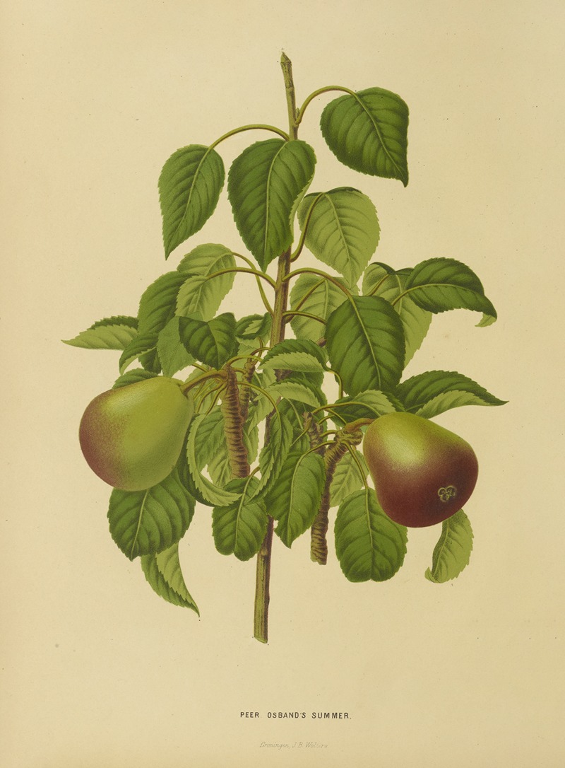 Nederlandsche flora en pomona Pl.11 — Abraham Jacobus Wendel