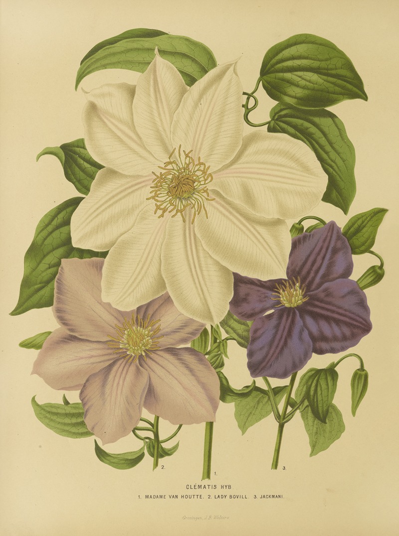 Nederlandsche flora en pomona Pl.12 — Abraham Jacobus Wendel