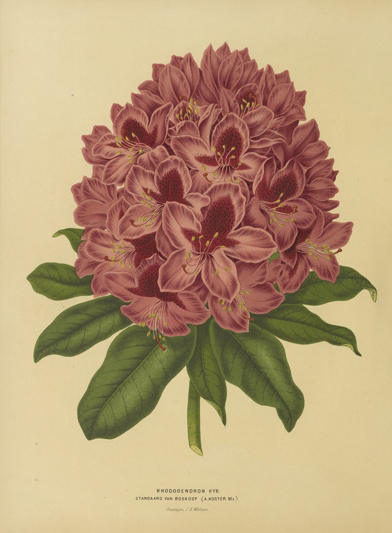 Nederlandsche flora en pomona Pl.13 — Abraham Jacobus Wendel