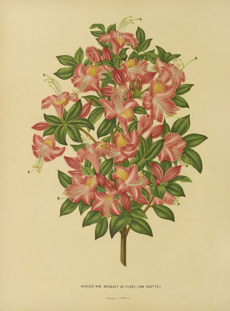 Nederlandsche flora en pomona Pl.16 — Abraham Jacobus Wendel