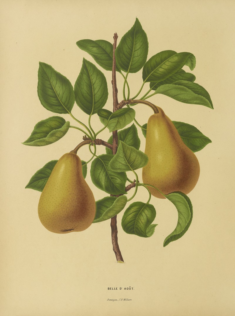 Nederlandsche flora en pomona Pl.19 — Abraham Jacobus Wendel
