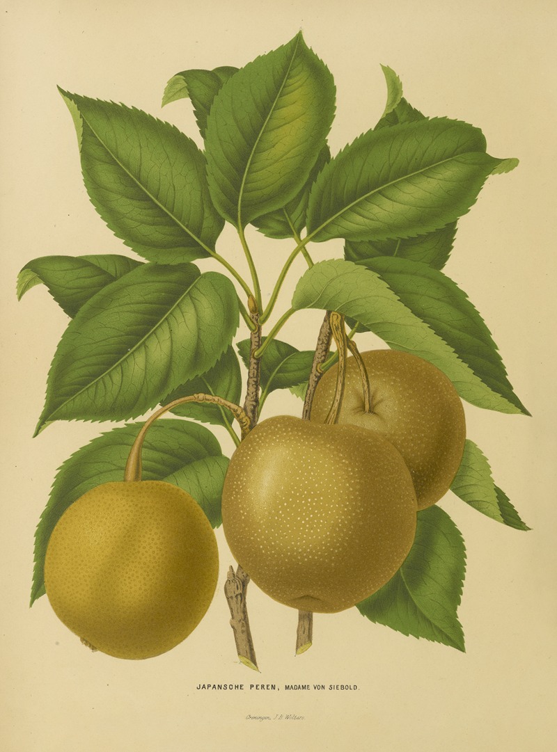 Nederlandsche flora en pomona Pl.21 — Abraham Jacobus Wendel