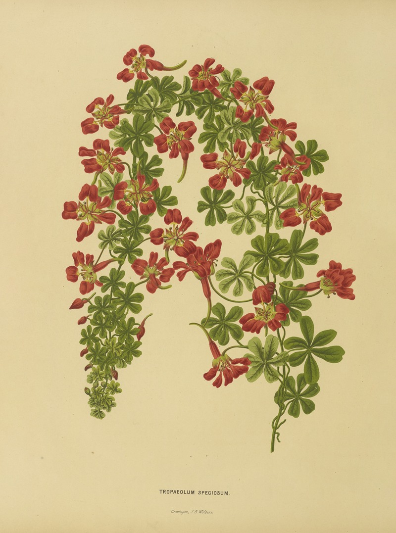 Nederlandsche flora en pomona Pl.22 — Abraham Jacobus Wendel