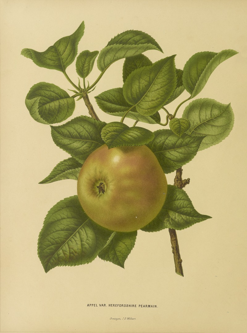 Nederlandsche flora en pomona Pl.23 — Abraham Jacobus Wendel