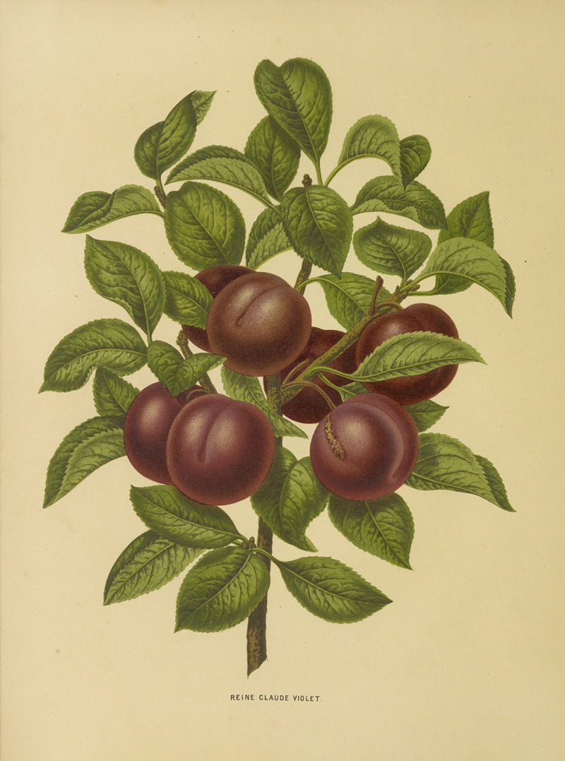 Nederlandsche flora en pomona Pl.24 — Abraham Jacobus Wendel