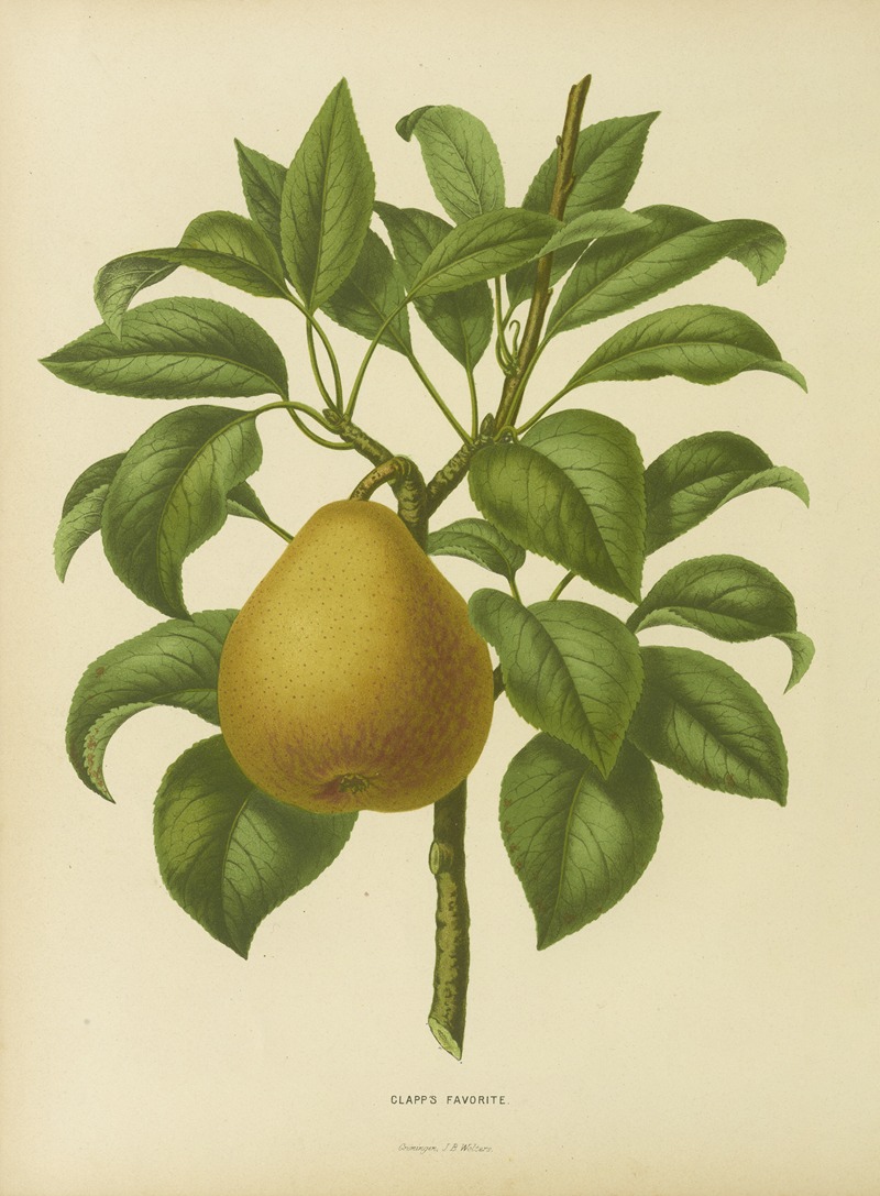 Nederlandsche flora en pomona Pl.28 — Abraham Jacobus Wendel