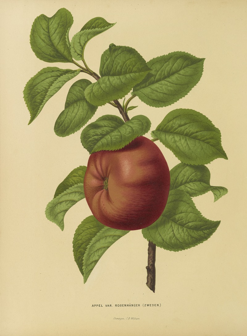 Nederlandsche flora en pomona Pl.29 — Abraham Jacobus Wendel