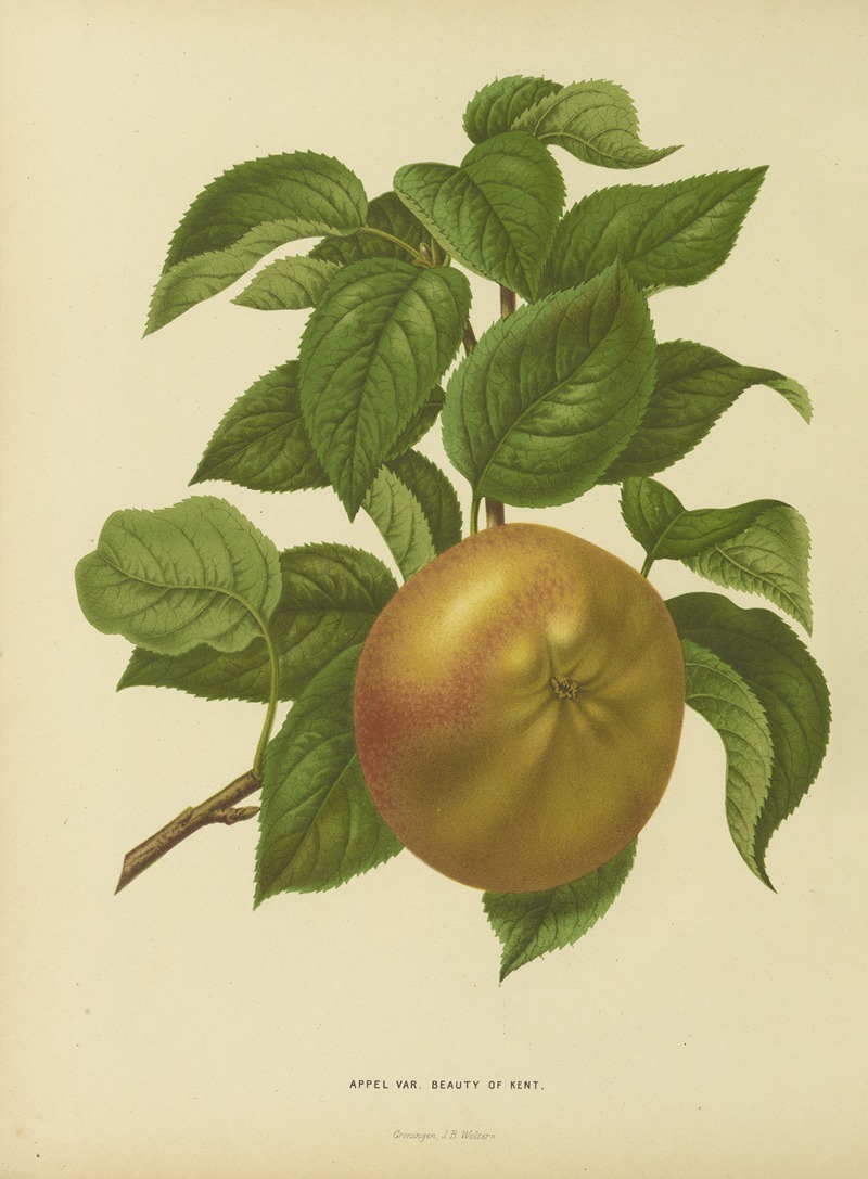 Nederlandsche flora en pomona Pl.31 — Abraham Jacobus Wendel