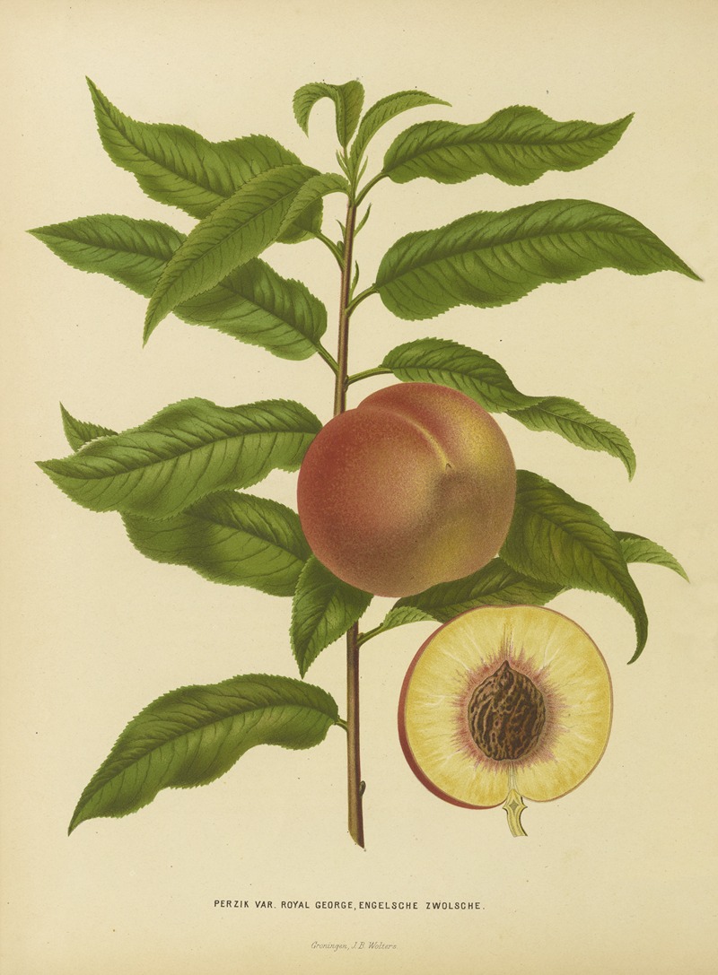 Nederlandsche flora en pomona Pl.32 — Abraham Jacobus Wendel