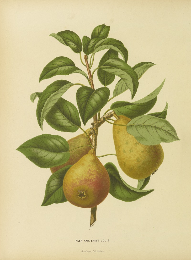 Nederlandsche flora en pomona Pl.33 — Abraham Jacobus Wendel