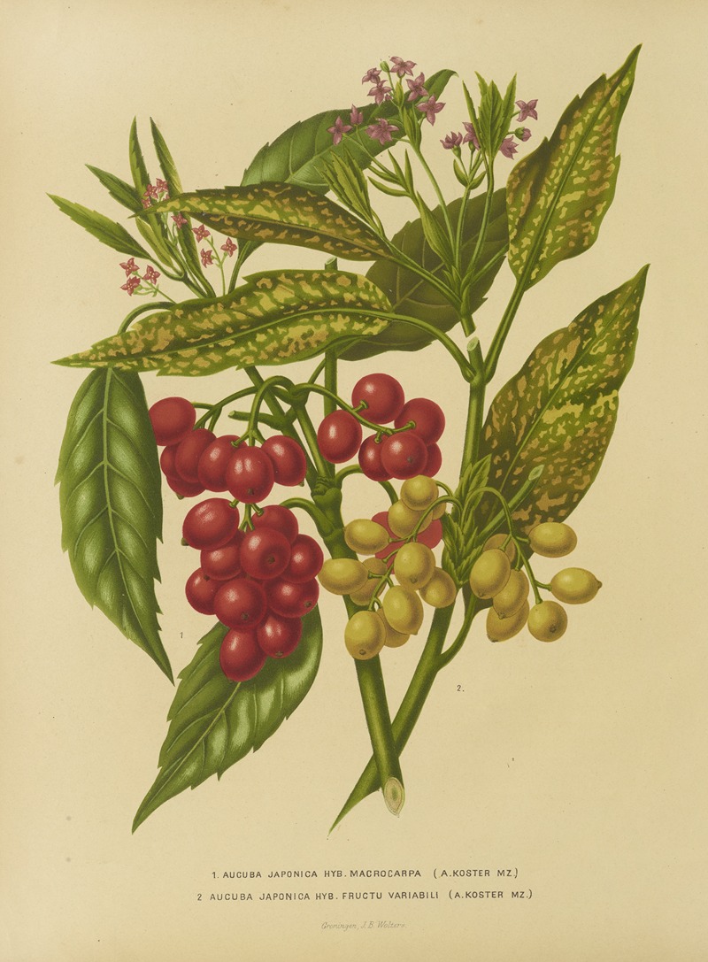 Nederlandsche flora en pomona Pl.34 — Abraham Jacobus Wendel