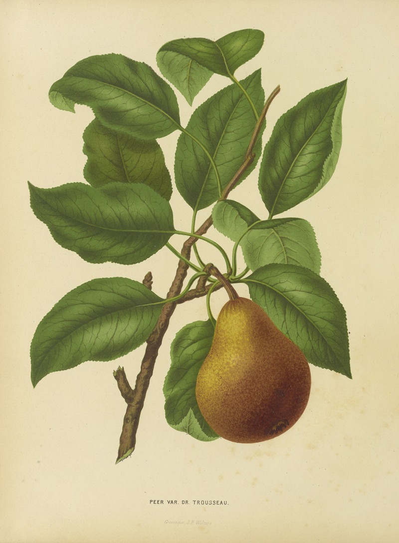 Nederlandsche flora en pomona Pl.37 — Abraham Jacobus Wendel