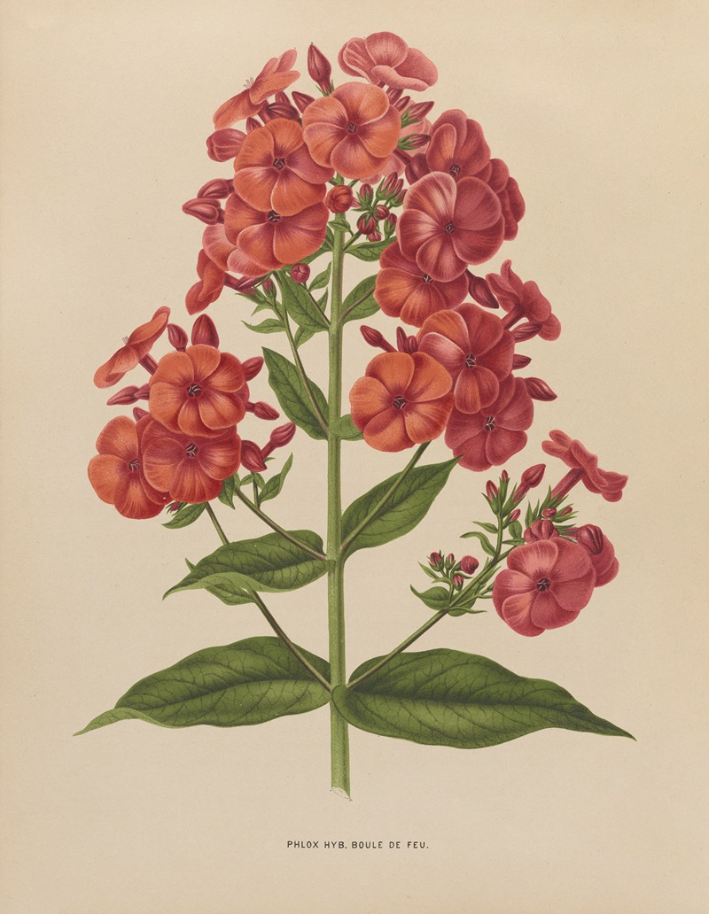 Nederlandsche flora en pomona Pl.39 — Abraham Jacobus Wendel