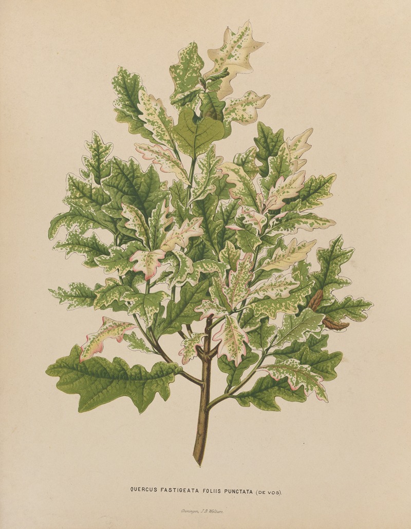 Nederlandsche flora en pomona Pl.40 — Abraham Jacobus Wendel