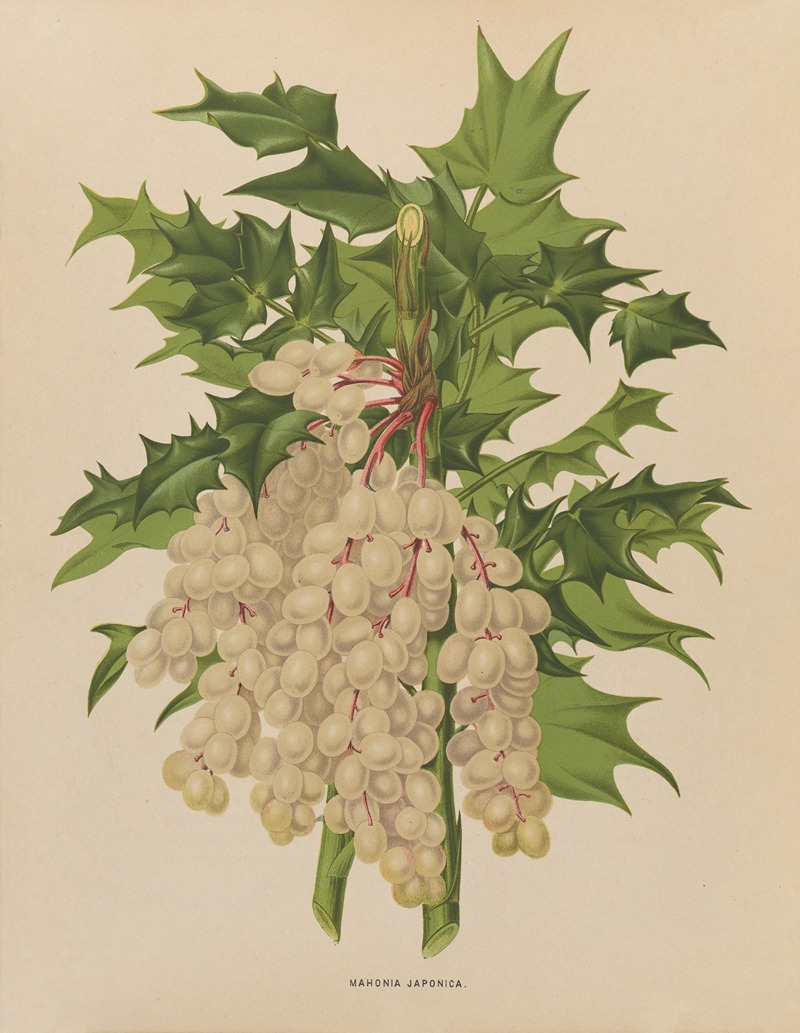 Nederlandsche flora en pomona Pl.41 — Abraham Jacobus Wendel