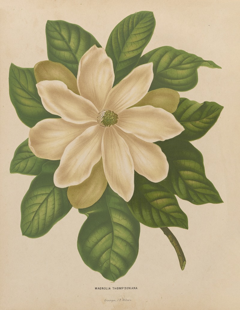 Nederlandsche flora en pomona Pl.43 — Abraham Jacobus Wendel