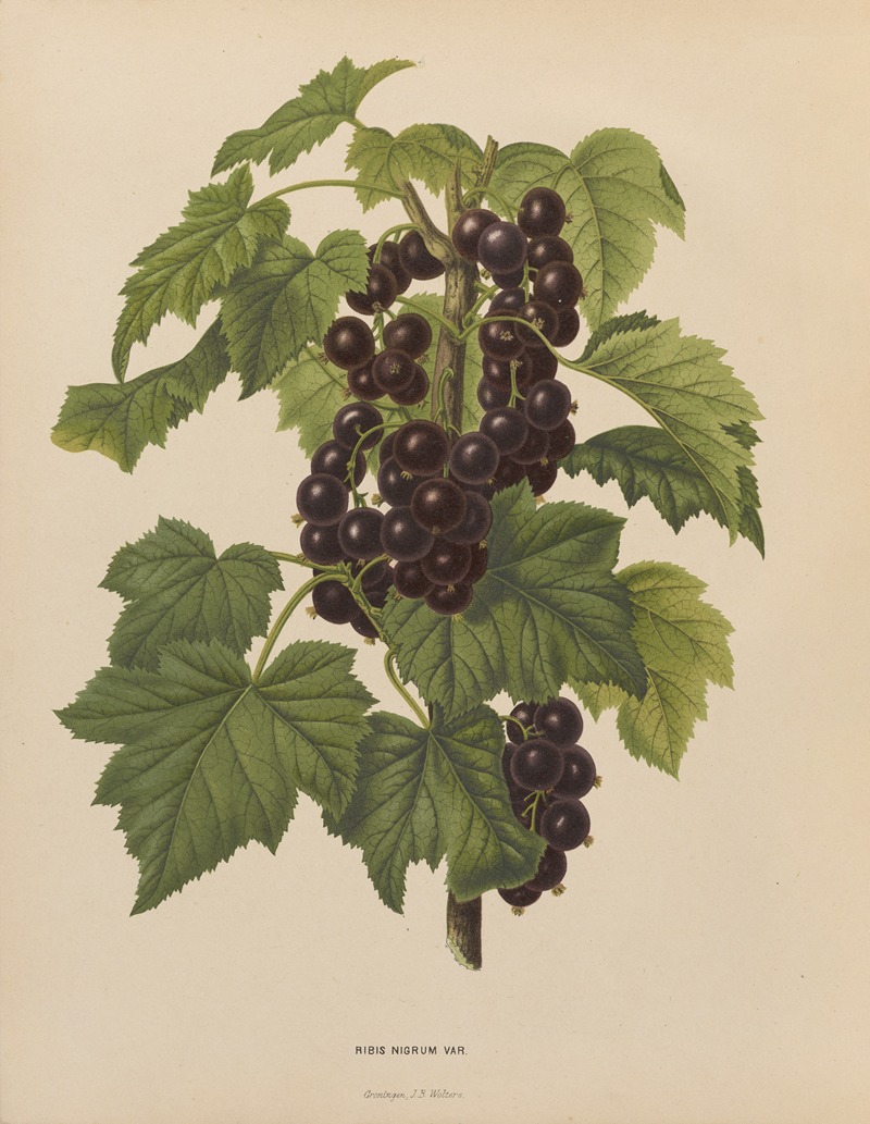 Nederlandsche flora en pomona Pl.45 — Abraham Jacobus Wendel