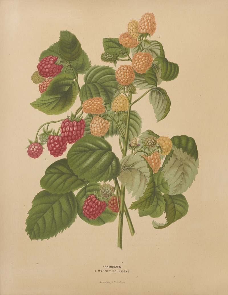 Nederlandsche flora en pomona Pl.46 — Abraham Jacobus Wendel