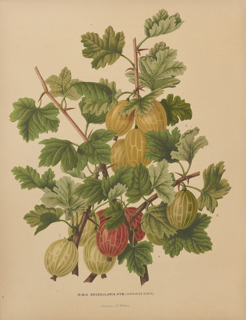 Nederlandsche flora en pomona Pl.47 — Abraham Jacobus Wendel