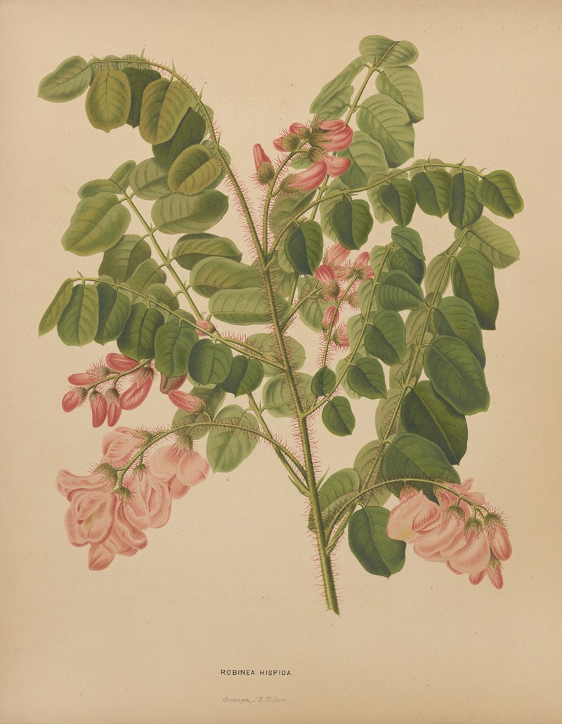 Nederlandsche flora en pomona Pl.49 — Abraham Jacobus Wendel