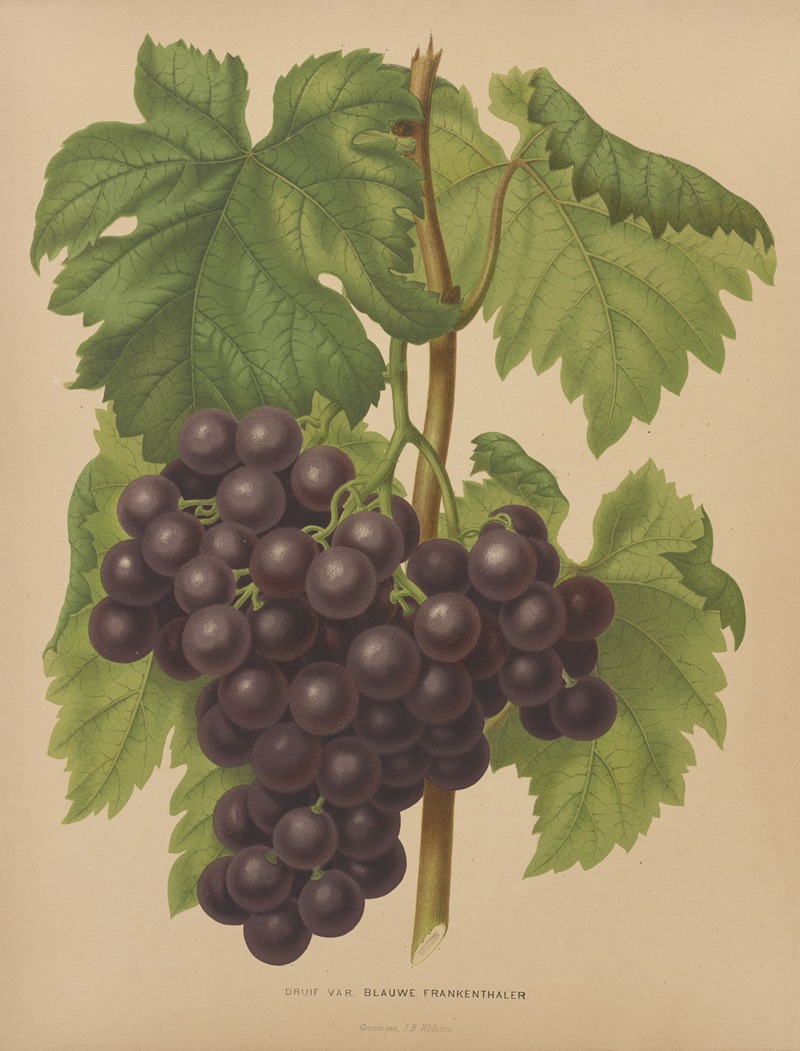 Nederlandsche flora en pomona Pl.50 — Abraham Jacobus Wendel