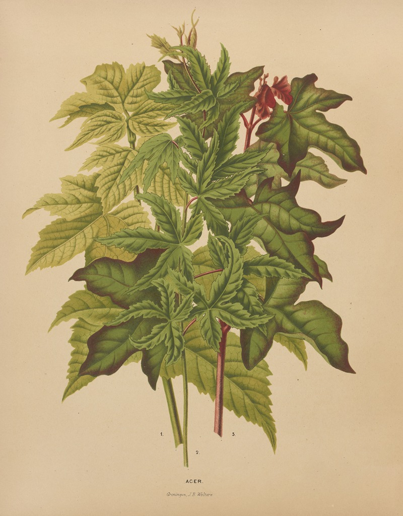 Nederlandsche flora en pomona Pl.53 — Abraham Jacobus Wendel