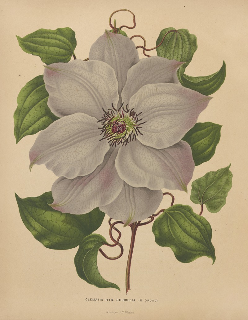 Nederlandsche flora en pomona Pl.54 — Abraham Jacobus Wendel