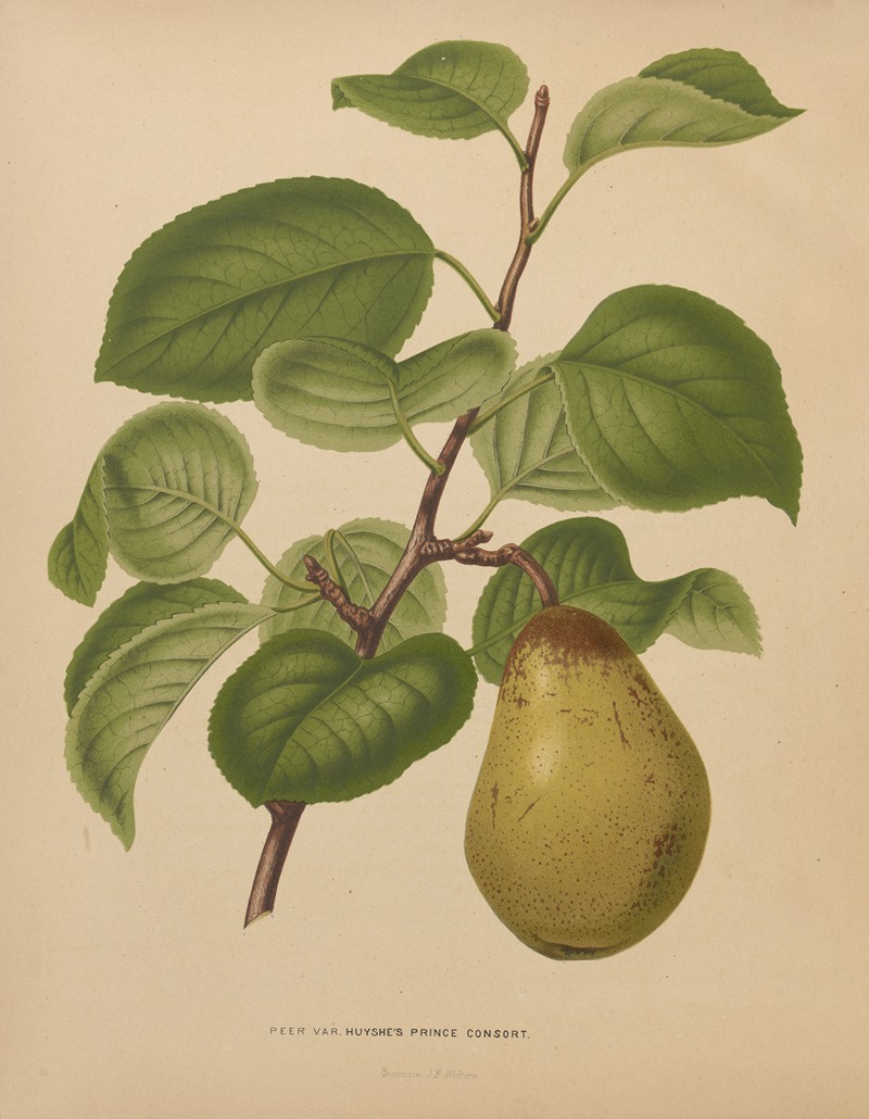 Nederlandsche flora en pomona Pl.55 — Abraham Jacobus Wendel