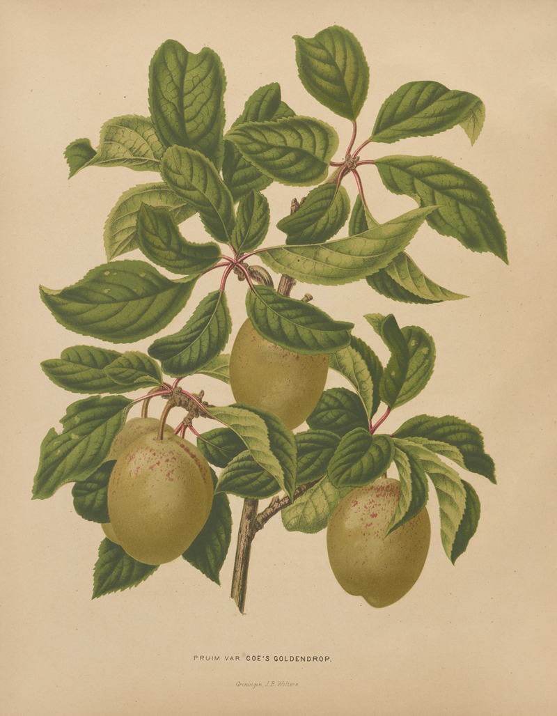 Nederlandsche flora en pomona Pl.57 — Abraham Jacobus Wendel