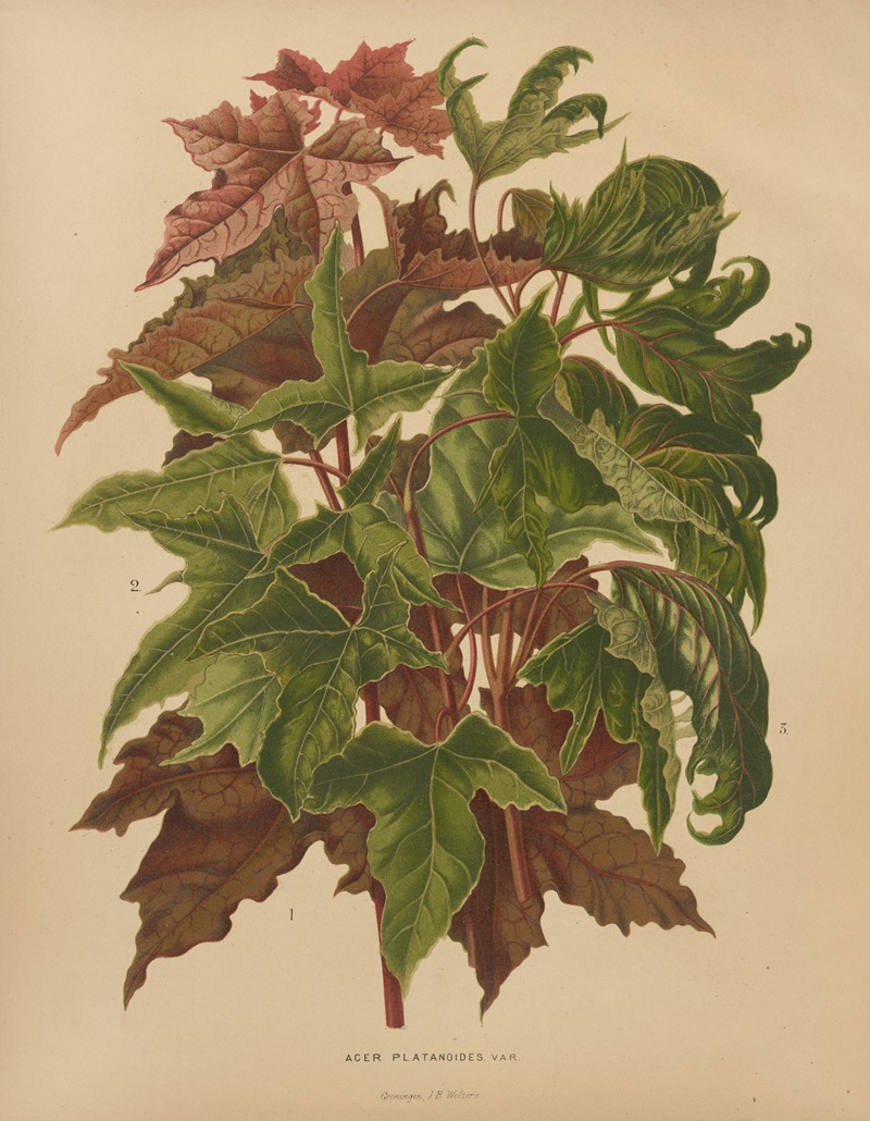 Nederlandsche flora en pomona Pl.58 — Abraham Jacobus Wendel