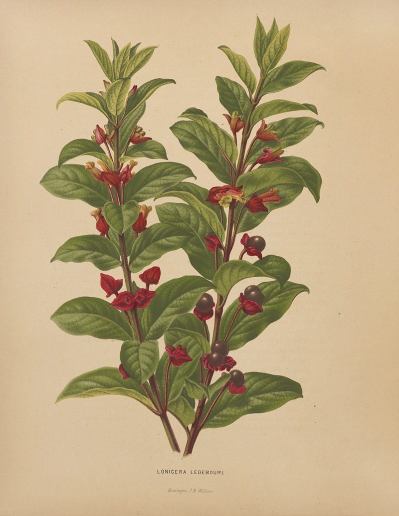 Nederlandsche flora en pomona Pl.60 — Abraham Jacobus Wendel