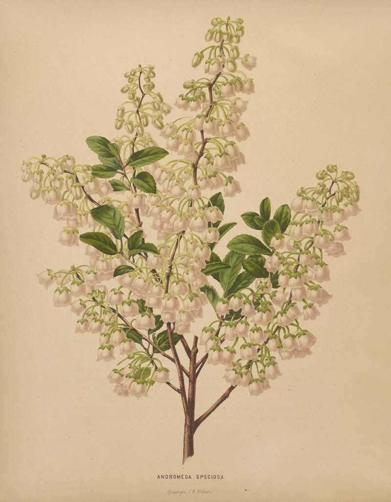 Nederlandsche flora en pomona Pl.61 — Abraham Jacobus Wendel