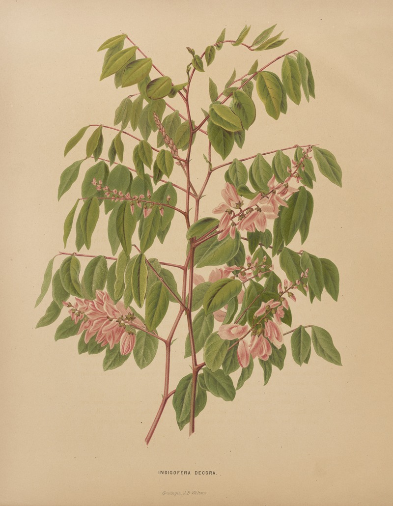Nederlandsche flora en pomona Pl.64 — Abraham Jacobus Wendel