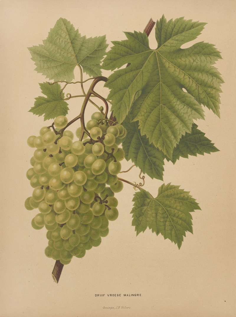 Nederlandsche flora en pomona Pl.65 — Abraham Jacobus Wendel